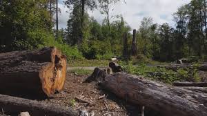 How Our Tree Care Process Works  in  Blair, NE