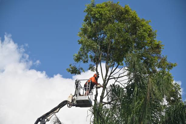 Reliable Blair, NE Tree Care Solutions