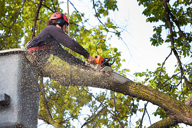 Best Palm Tree Trimming  in Blair, NE